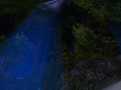 forest_010