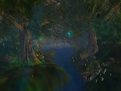 forest_009