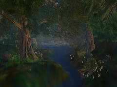 forest_008