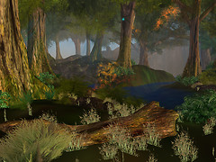forest_006