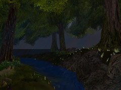 forest_003