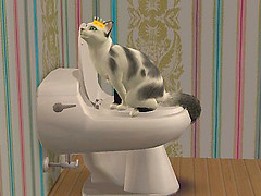 My  cat is king ! He pie on the toilet!!