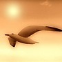 seagull