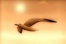 seagull