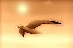 seagull
