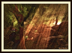 Sun Beams