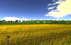400,000 sunflowers last day - Ravenelle Zugzwang