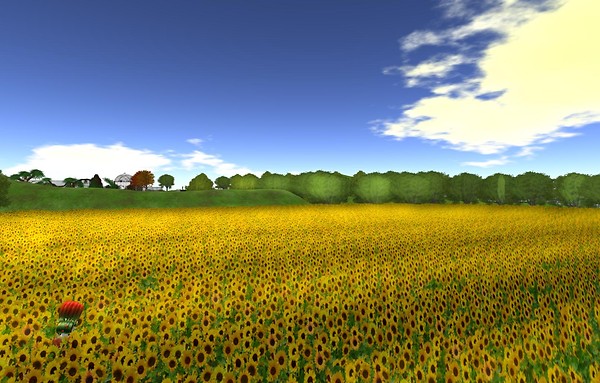 400,000 sunflowers last day - Ravenelle Zugzwang