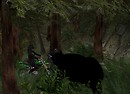 Uh oh: A bear