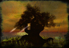Deep roots