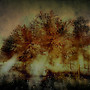 Ancient wood