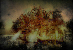 Ancient wood