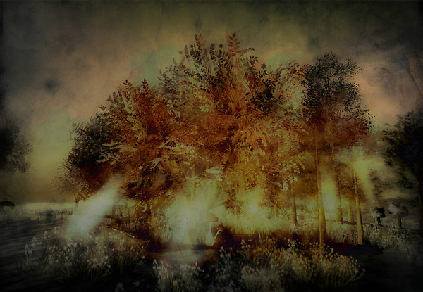 Ancient wood