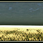 flat horizon farm