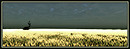 flat horizon farm