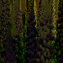 fields of lupins