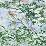 petals unfurled