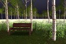 The wood of white birch