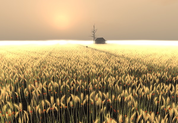 Harvest Time
