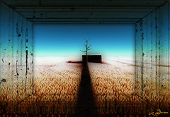 Nell'oceano di grano