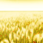 endless prairie