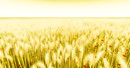 endless prairie