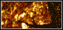 golden canopy