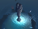 Black Swan_001b