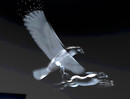 Black Swan_017b