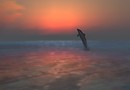 delphin