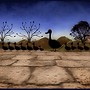 Ducks