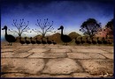 Ducks