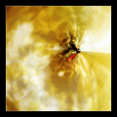 The Phoenix