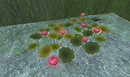 Lotus Lake