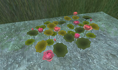 Lotus Lake