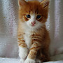 One of the kittens! ^^