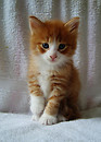 One of the kittens! ^^