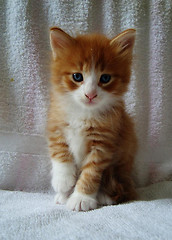 One of the kittens! ^^