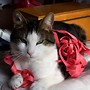 My cat! ^.^