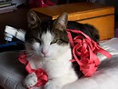My cat! ^.^