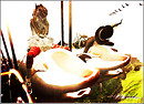 ♥♥♥Buta LOVE♥♥♥ {Life Is Good}