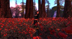 slscenic1