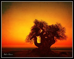 Promise of a Thousand Forests