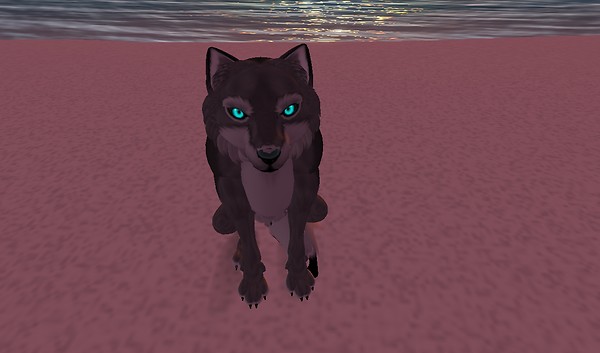 Loup - Loup Allen