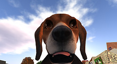 my_friend_dee_dee_transmogrified_into_a_beagle