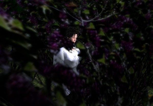 Fairy Forest