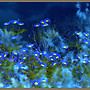 Charming blue