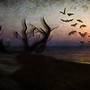 The Shores