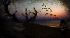 The Shores