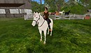 riding horse at farm